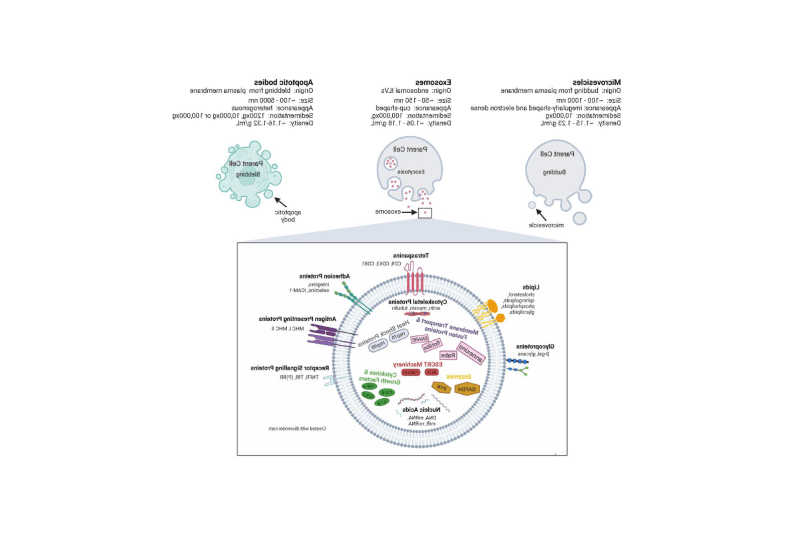 细胞外囊泡(EV)的分类、起源和特征.
